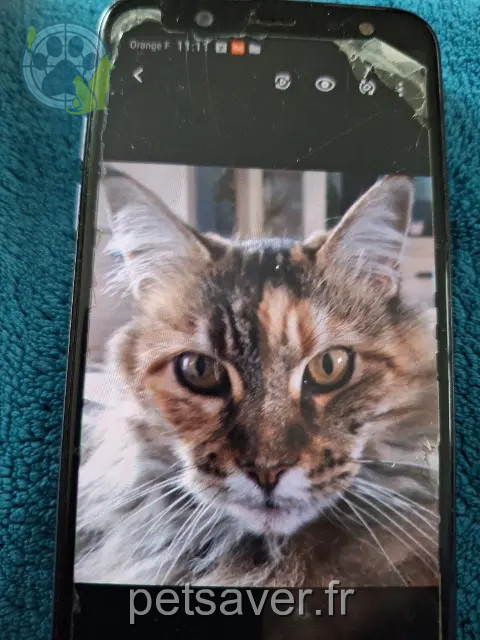chatte reunited   27400 Louviers Hola