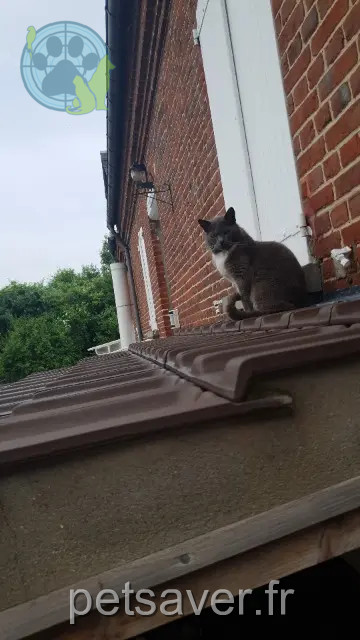 chatte reunited   27400 Louviers Icha