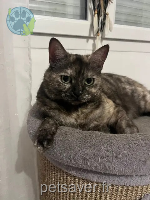 chatte reunited 27460 Igoville Maïsie