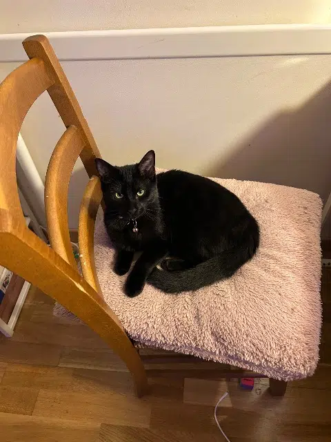 chatte reunited   27200 Vernon Meelo