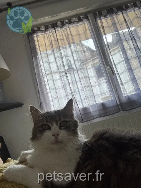 gatta reunited   27120 Pacy-sur-Eure Mia