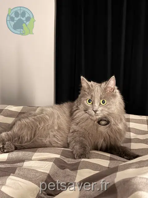 Katze reunited   27110 Cesseville Mimouze