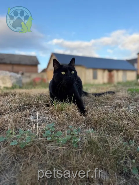 chatte reunited   27380 Douville-sur-Andelle Naïa