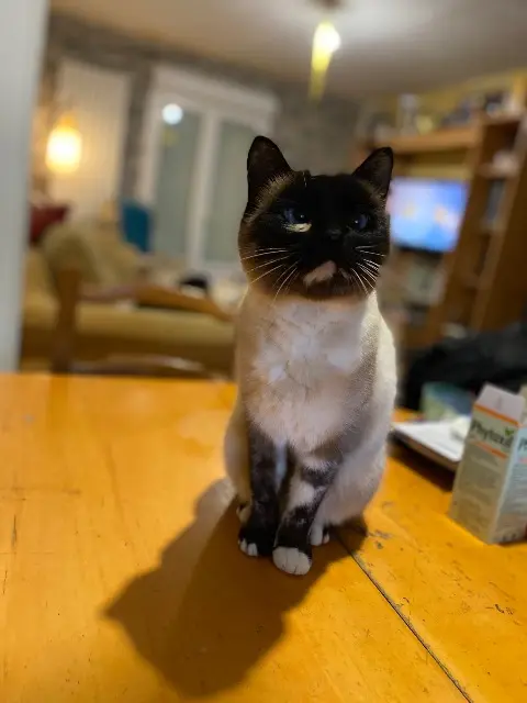 chatte reunited   27800 Saint-Cyr-de-Salerne Neige