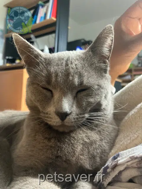 chatte reunited   27400 Vironvay Pearl