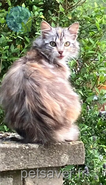 chatte reunited   27740 Poses Poupette