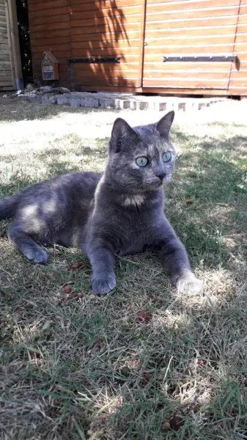 chatte reunited   27400 La Haye-Malherbe Punky