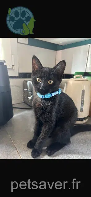 Katze reunited   27000 Évreux Sacha