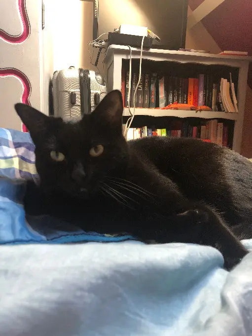 Chatte Perdue 27 Eure - Salem Chatte Perdue 27 Eure - Salem