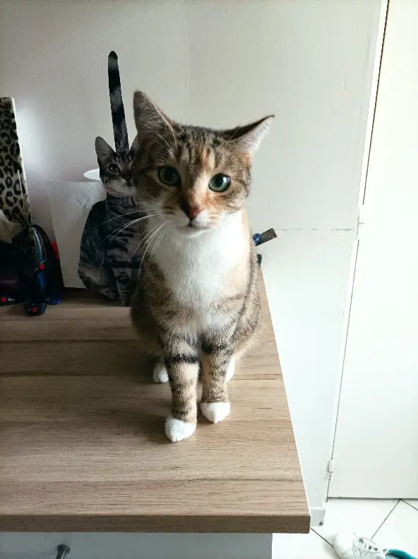 Chatte Trouvée 27 Eure - Shaya Chatte Trouvée 27 Eure - Shaya