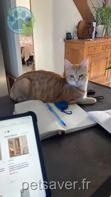 chatte reunited   27190 Glisolles Spritz