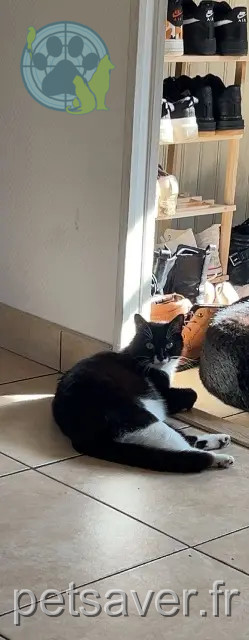 Katze reunited 27120 Pacy-sur-Eure Thalya