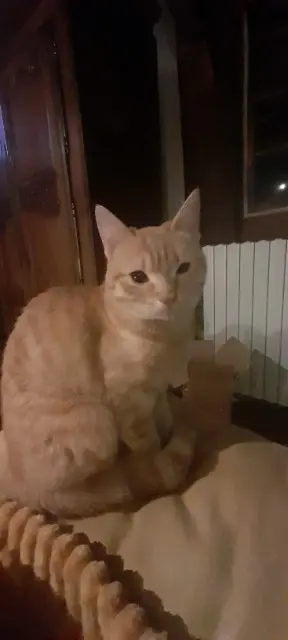 chatte reunited   27370 Saint-Pierre-du-Bosguérard Uka