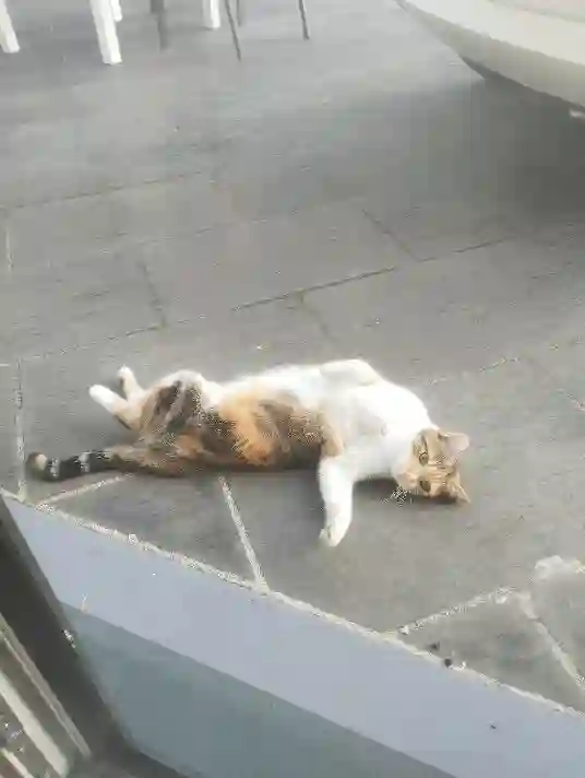 Chatte Trouvée 27 Eure - Yuzu Chatte Trouvée 27 Eure - Yuzu