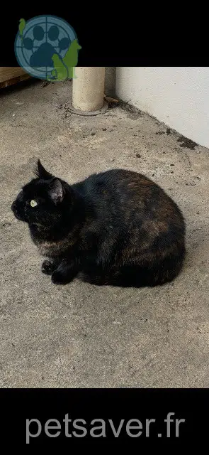 chatte reunited 28310 Oinville-Saint-Liphard Aloha