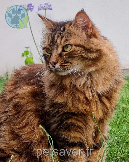 chatte reunited   28700 Auneau-Bleury-Saint-Symphorien Boo