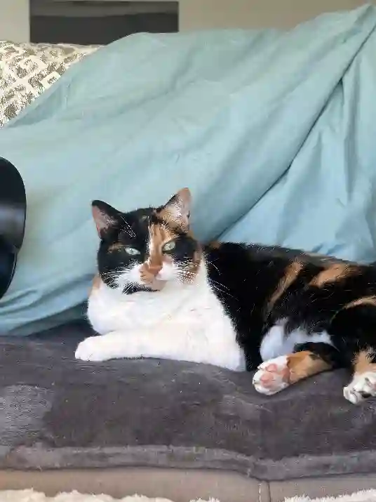 Chatte Trouvée 28 Eure-et-Loir Bailleau-Armenonville - Chaussette Chatte Trouvée 28 Eure-et-Loir Bailleau-Armenonville - Chaussette