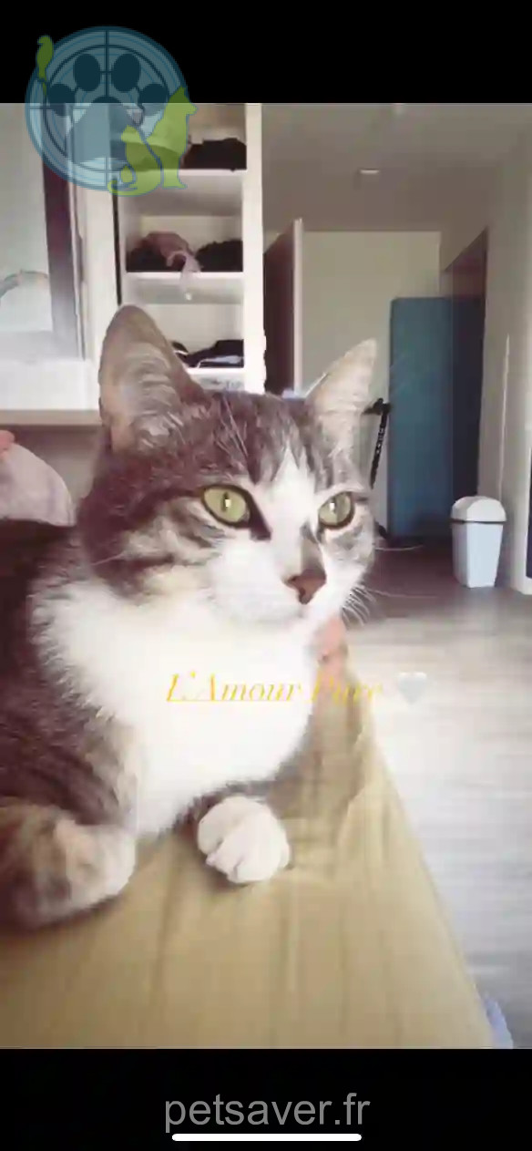 Chatte Trouvée 28 Eure-et-Loir - Biboune Chatte Trouvée 28 Eure-et-Loir - Biboune