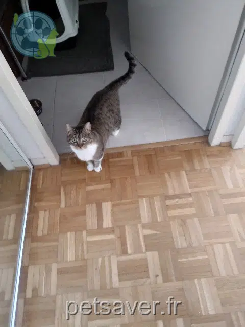 chatte reunited 28100 Dreux Boule