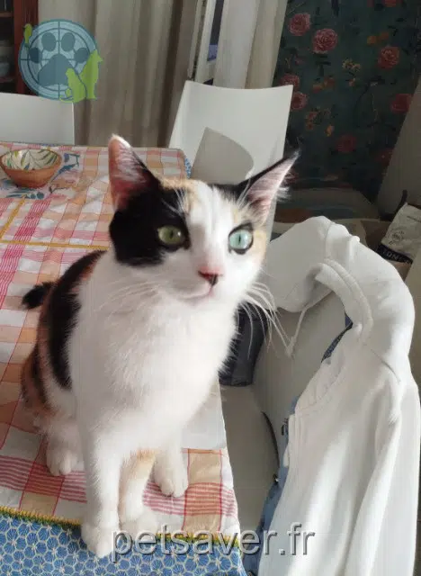 chatte reunited 28000 Chartres Cali