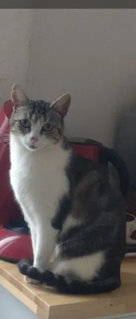 chatte reunited   28120 Illiers-Combray Cerise