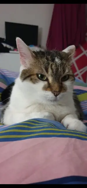 chatte reunited   28600 Luisant Chaussette