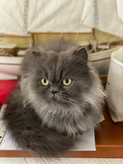 chatte reunited   28190 Saint-Georges-sur-Eure Hoshi