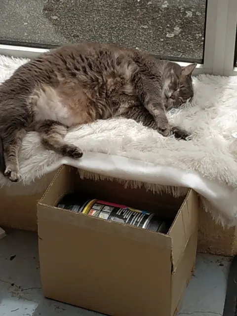 chatte reunited   28700 Francourville Lechat