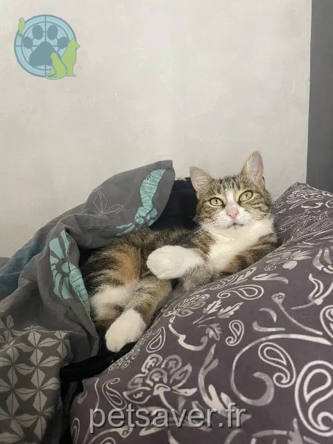 chatte reunited 28340 La Chapelle-Fortin Leya