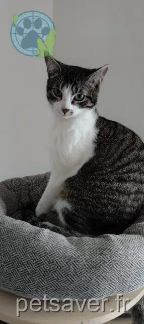 chatte reunited   28230 Épernon Lilo