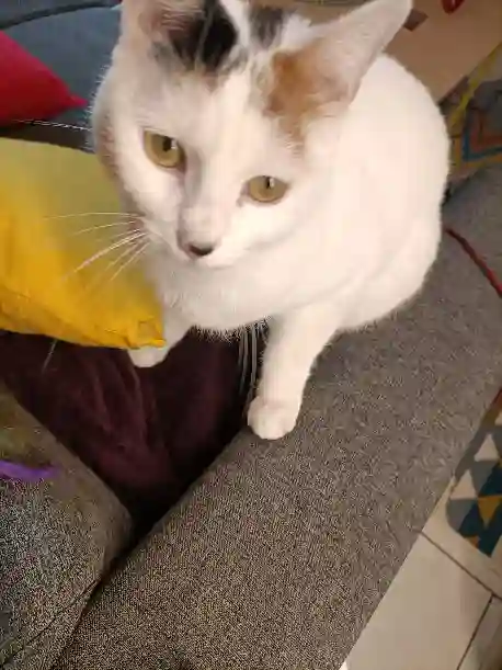 Chatte Trouvée 28 Eure-et-Loir - Marcelle Chatte Trouvée 28 Eure-et-Loir - Marcelle