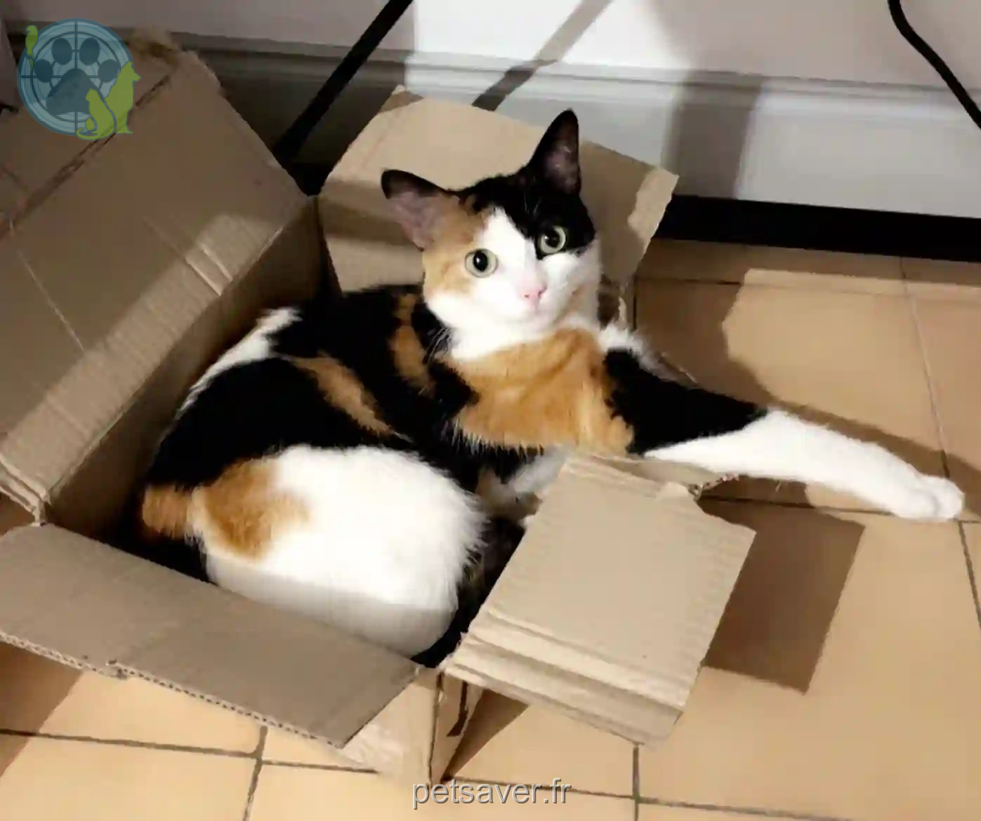 Chatte Trouvée 28 Eure-et-Loir - Matcha Chatte Trouvée 28 Eure-et-Loir - Matcha