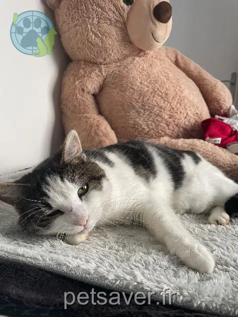 chatte reunited 28250 Digny Maya