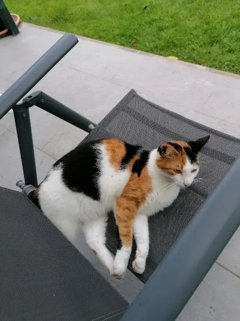 chatte reunited   28700 Sainville Mimi