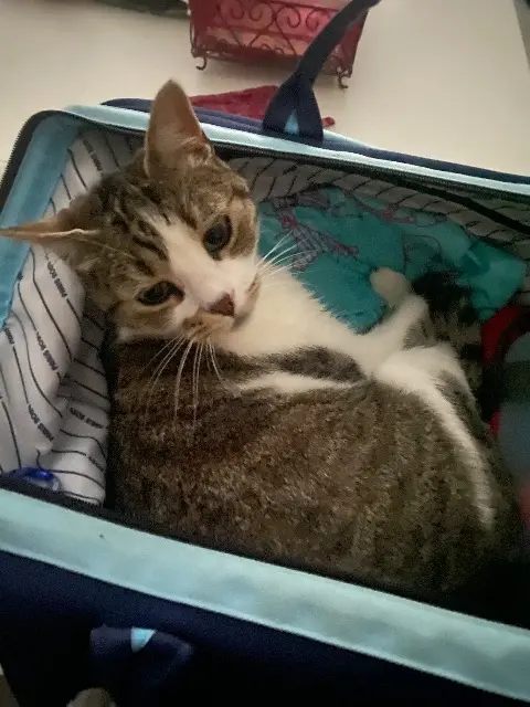 chatte reunited   28500 Charpont Mohita