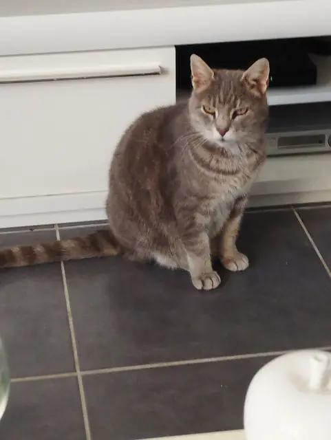 chatte reunited   28700 Châtenay Mémère