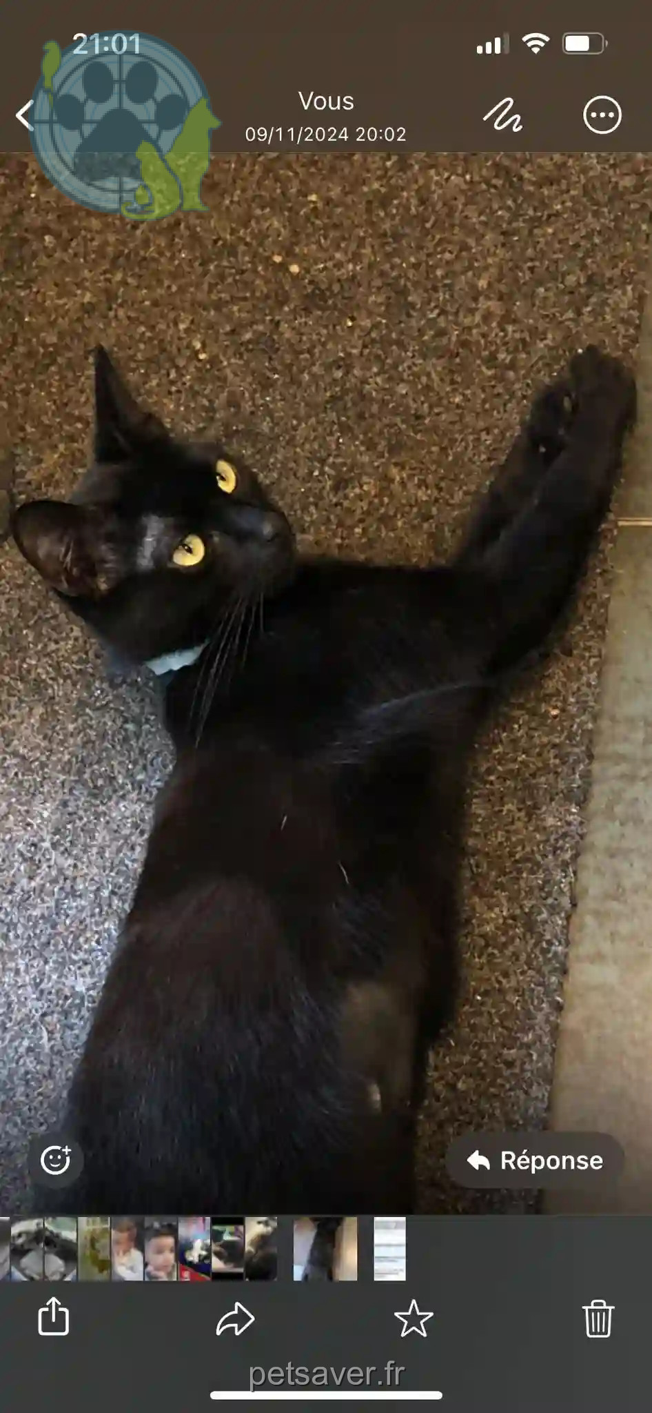 Chatte Trouvée 28 Eure-et-Loir - Nala Chatte Trouvée 28 Eure-et-Loir - Nala