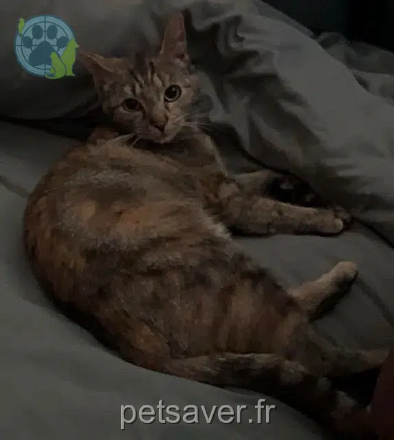 chatte reunited   28000 Chartres Ninaah