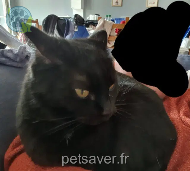 chatte reunited   28150 Ouarville Orphée
