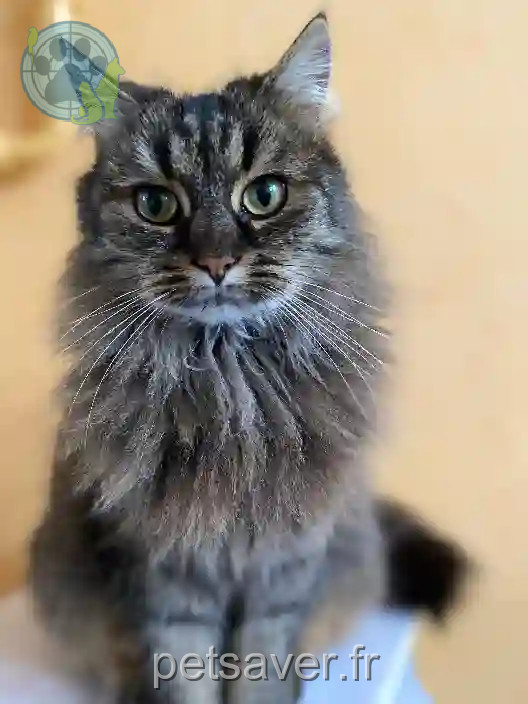 Chatte Trouvée 28 Eure-et-Loir - Oupette Chatte Trouvée 28 Eure-et-Loir - Oupette