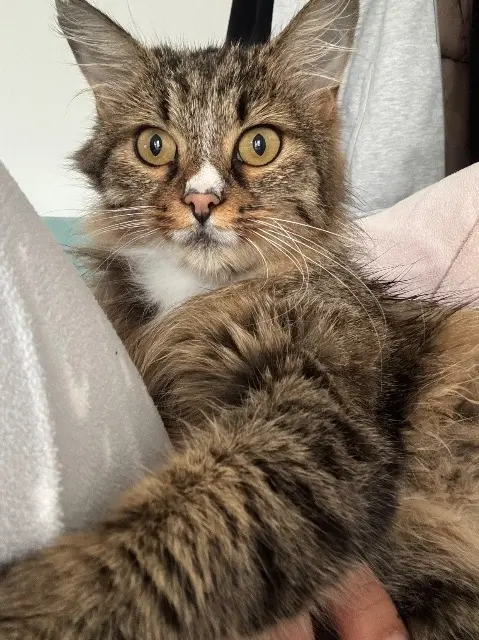 chatte reunited   28230 Épernon Pamuk