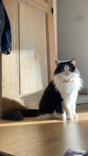 chatte reunited   28150 Ouarville Ricci