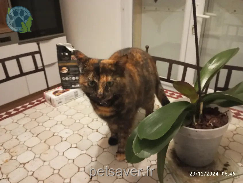 chatte retrouvée 41 Rue Yves Hervé 28220 Cloyes-les-Trois-Rivières Roxy chatte reunited 41 Rue Yves Hervé 28220 Cloyes-les-Trois-Rivières Roxy