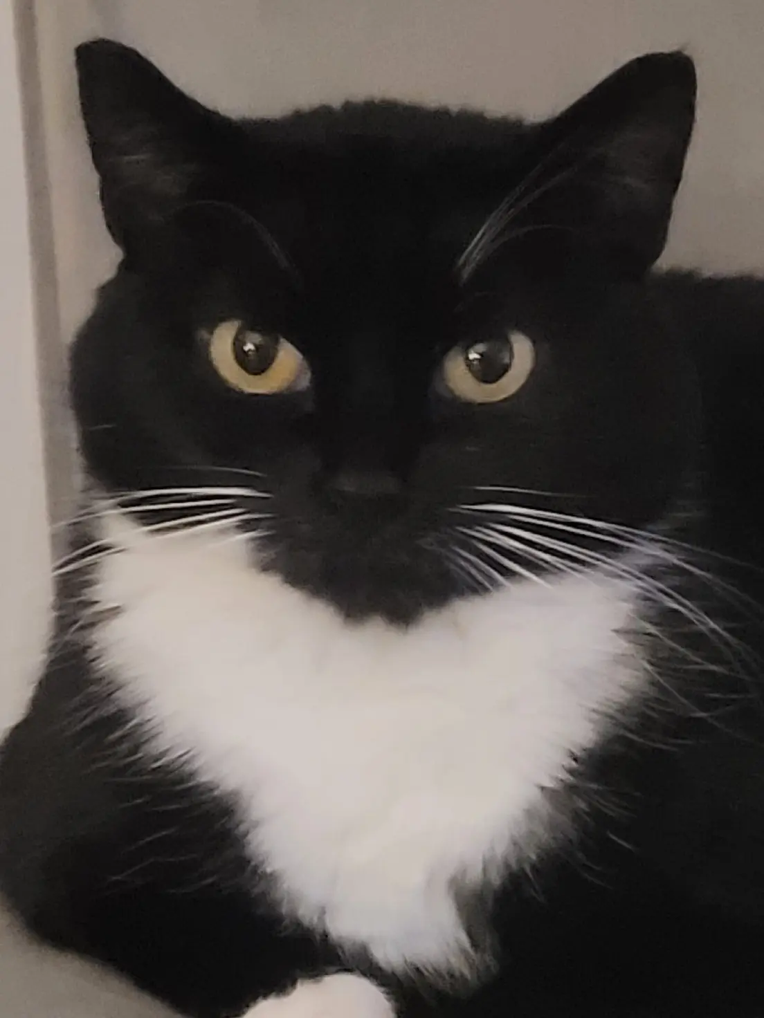 Chatte Perdue 28 Eure-et-Loir Saintigny - Patoune Chatte Perdue 28 Eure-et-Loir Saintigny - Patoune