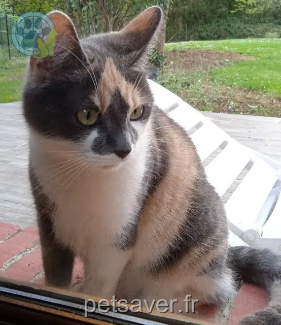 chatte reunited 28200 Moléans Shayna