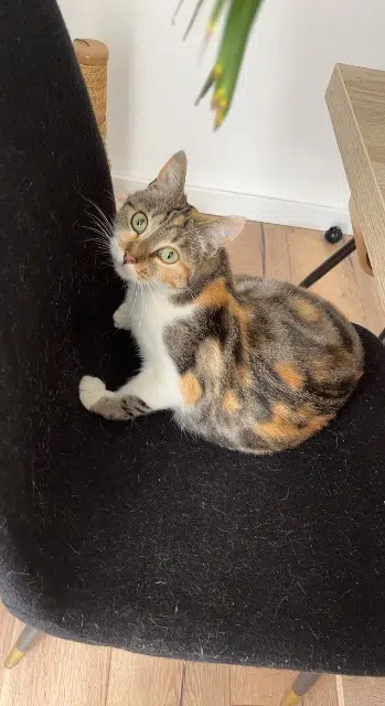 chatte reunited   28410 Bû Sirah