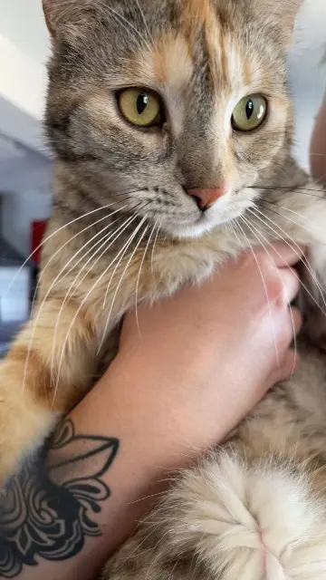 chatte reunited   28700 Sainville Svetlana