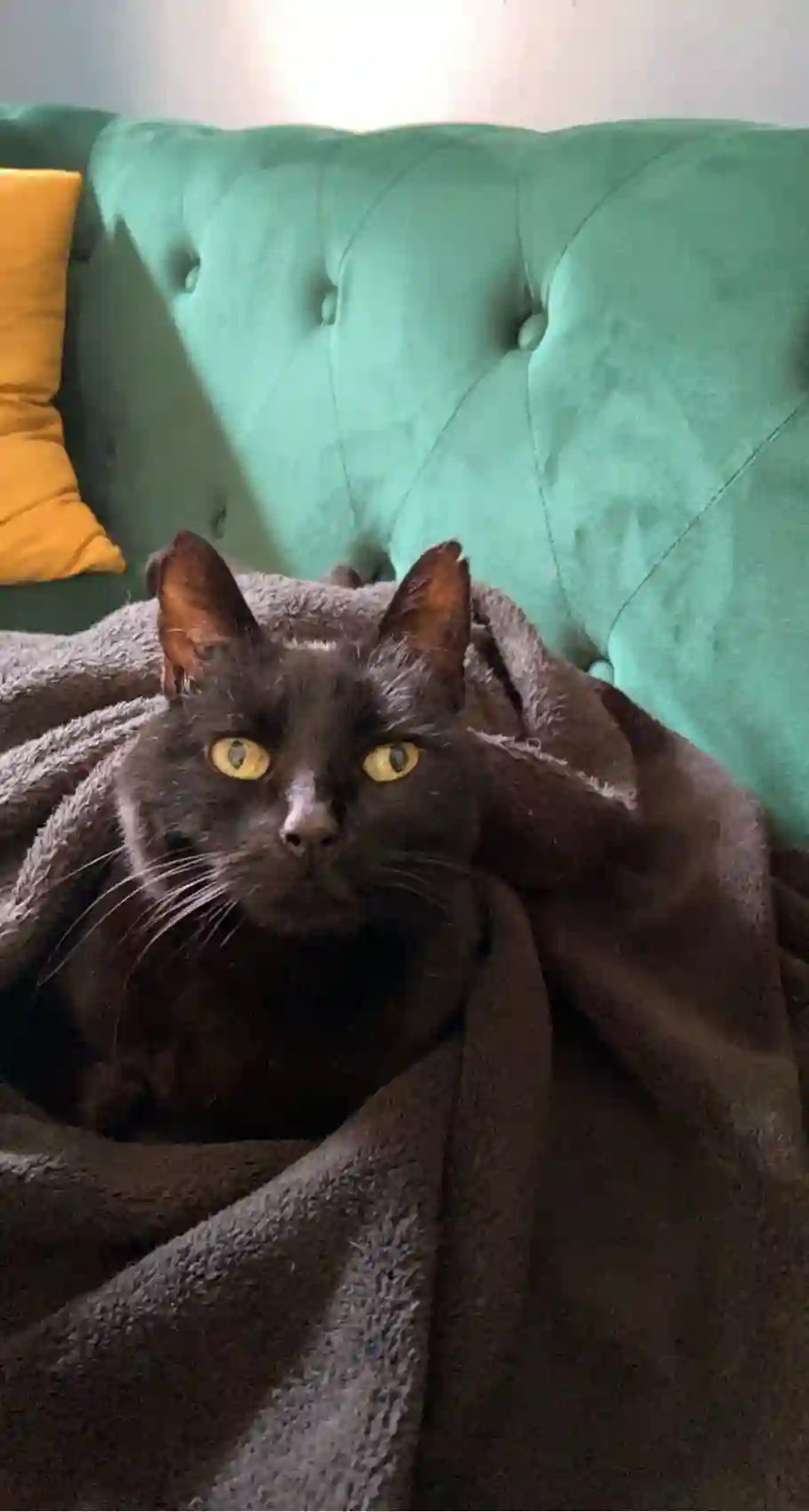 Chatte Trouvée 28 Eure-et-Loir - Sésénette Chatte Trouvée 28 Eure-et-Loir - Sésénette