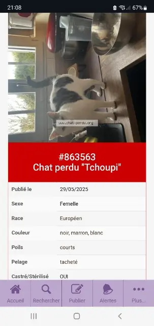 chatte reunited   28130 Saint-Martin-de-Nigelles Tchoupie