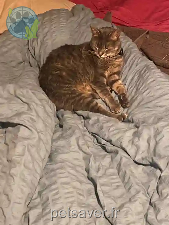 Chatte Trouvée 28 Eure-et-Loir - Tia Chatte Trouvée 28 Eure-et-Loir - Tia